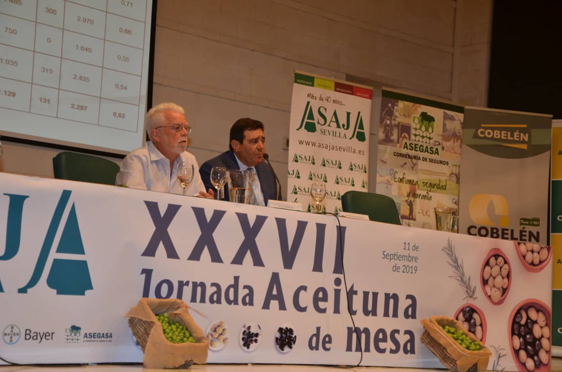 La producción española de aceituna de mesa 2019/2020, con 487.000 t, la menor de la última década