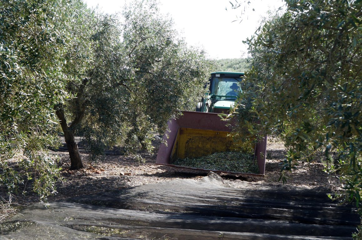 Unidad de acción de las OPAs el próximo 10-O por los bajos precios del aceite de oliva