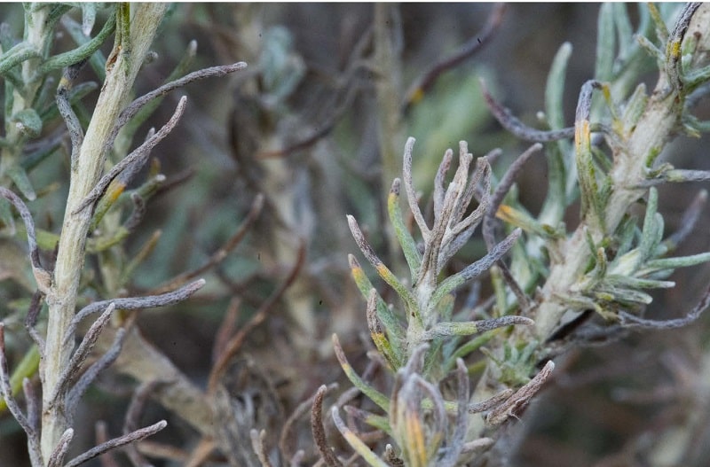 La Xylella ya está presente en treinta municipios más y afecta a tres nuevas especies