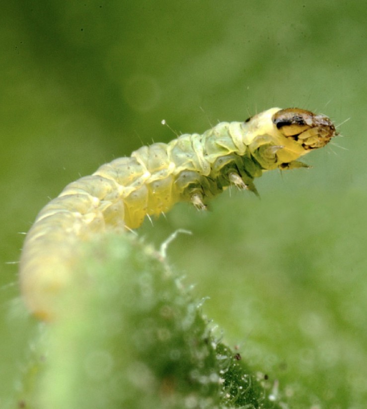 Ecothrin, el nuevo insecticida ecológico de Lida Plant Research para combatir Tuta absoluta