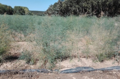 Síndrome del decaimiento del espárrago en la zona norte y centro de España