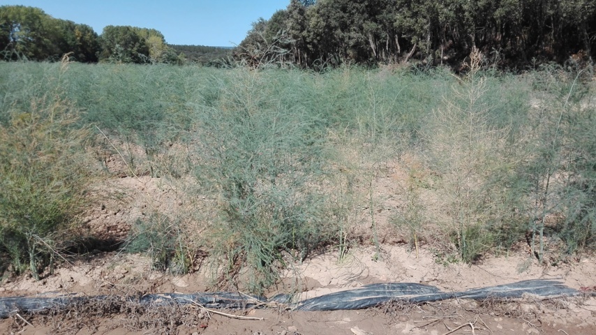 Síndrome del decaimiento del espárrago en la zona norte y centro de España