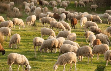 Unión de Uniones denuncia el colapso del sector de leche de ovino y caprino por precios por debajo de los costes