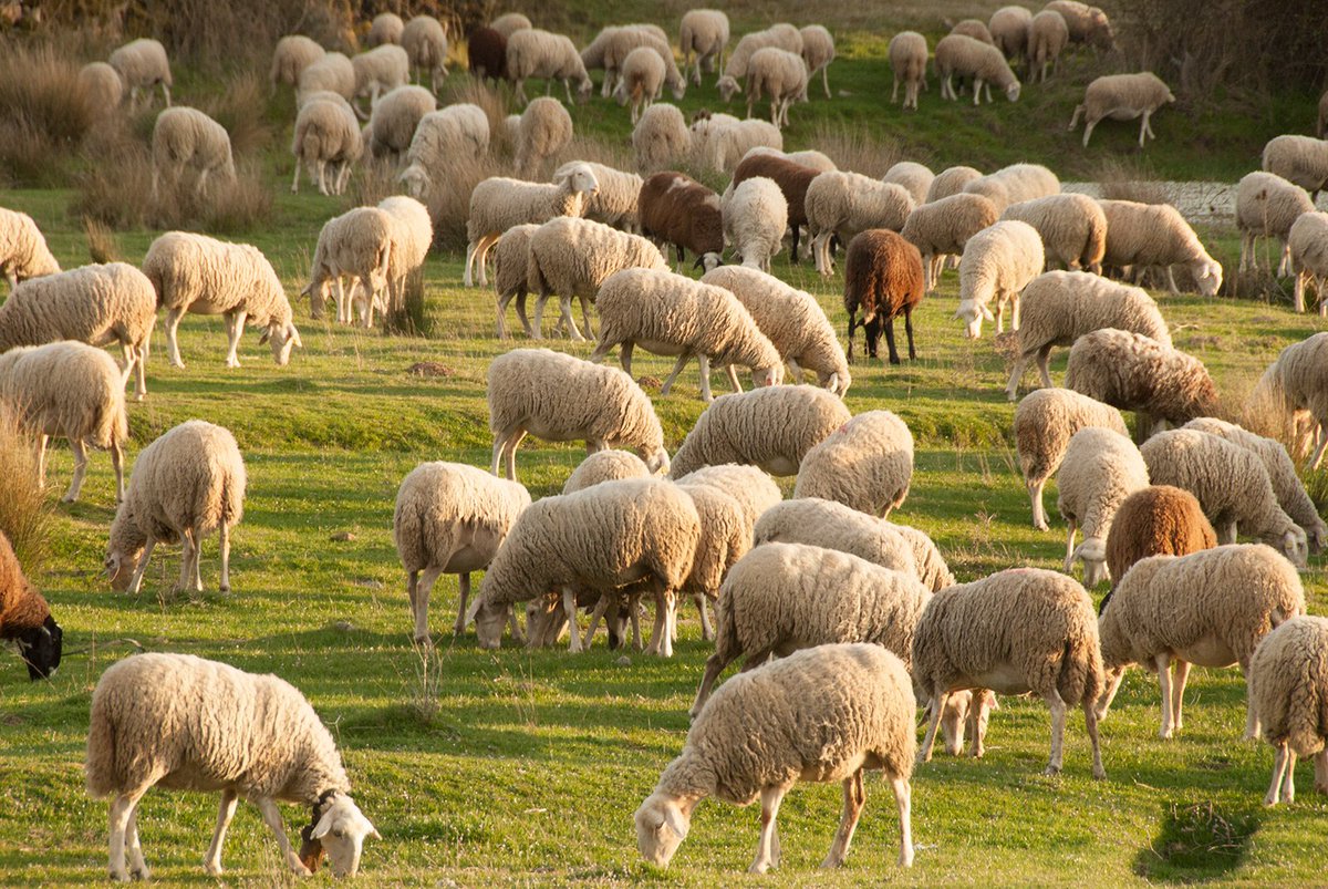UPA-UCE advierte de la situación crítica del ovino por sequía y bajos precios