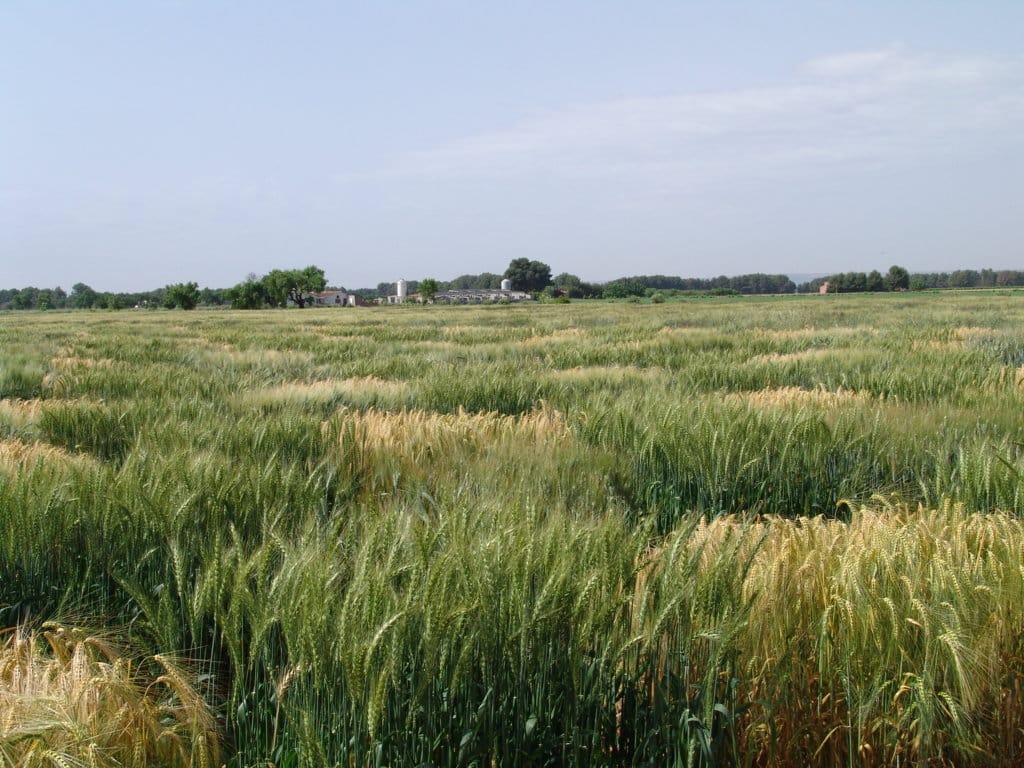 ASAJA advierte que la caída de la producción mundial de trigo duro debería suponer un repunte de los precios