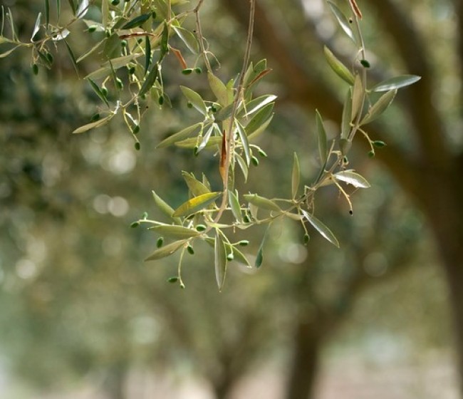 Francia detecta sus primeros olivos con Xylella en la Costa Azul