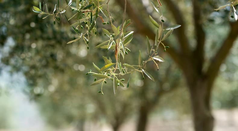 Francia detecta sus primeros olivos con Xylella en la Costa Azul