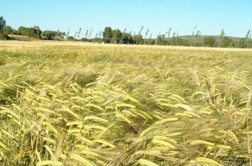 Cooperativas eleva la producción nacional de cereales hasta 18,3 millones de toneladas