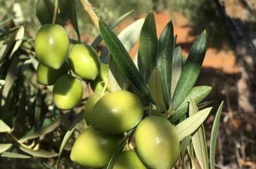 Mitos y realidades del momento óptimo de la recolección en olivo