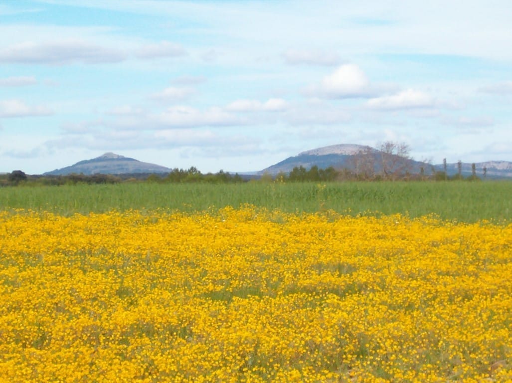 Las prácticas de diversificación de cultivos agrícolas para el pago «verde» se consolidan