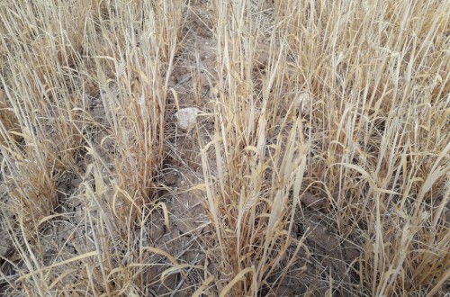 Los productores de cereal valencianos asumen ya unos costes de 3,8 millones por la falta de lluvias