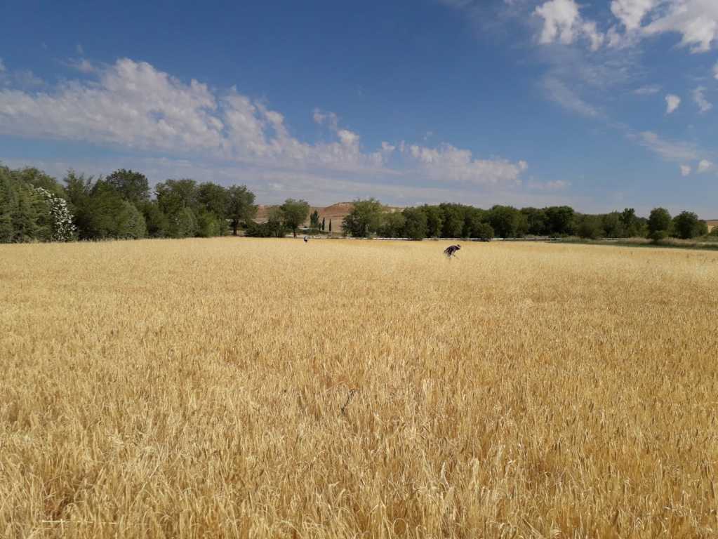 Castilla y León bonifica los intereses de préstamos preferenciales por la sequía de 2019 en el campo de la región