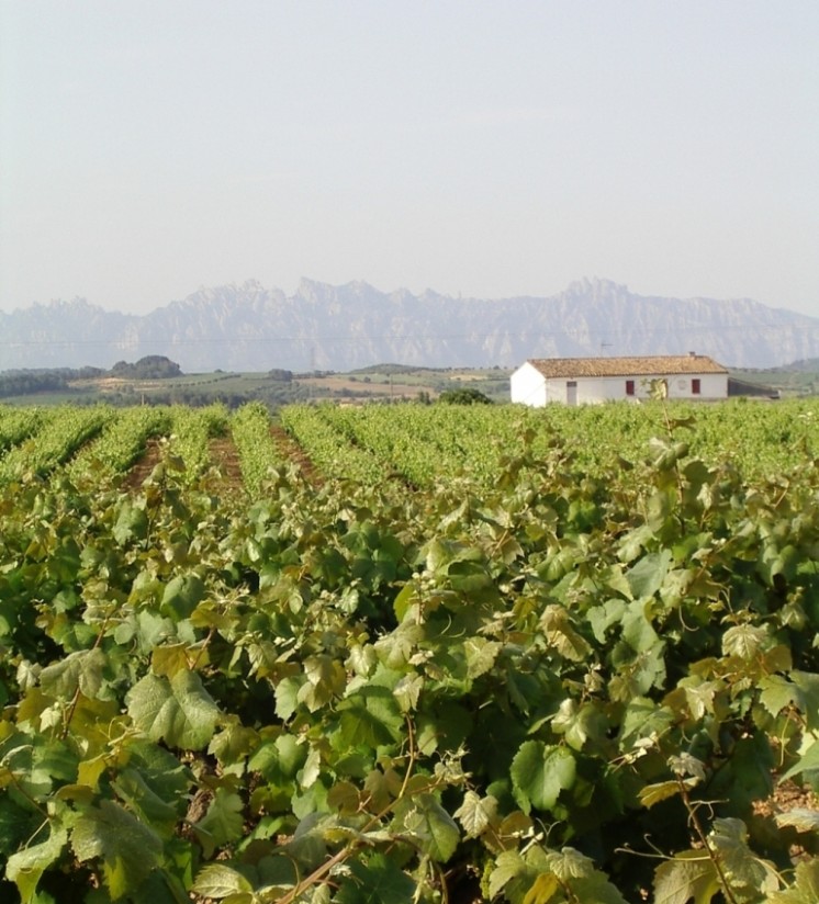 La DOCa Rioja no autorizará un incremento de su masa vegetal vitícola al menos hasta 2021