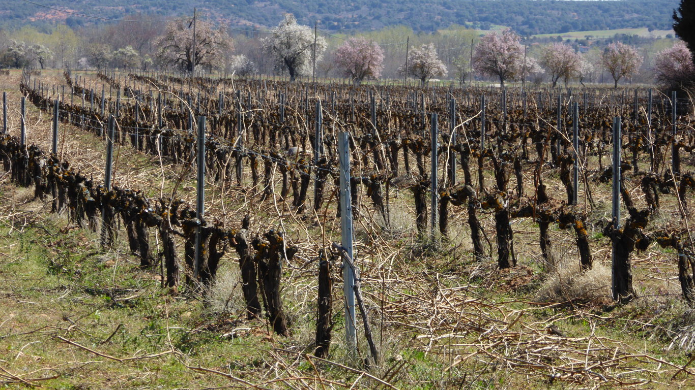 Aprobados nuevos cambios para mejorar la aplicación del PASVE vitivinícola 2019-2023