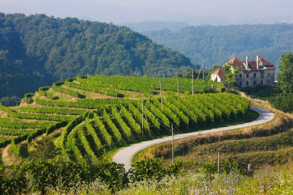 El MAPA presenta la «hoja de ruta» para la estabilidad y mejora de la calidad de los vinos, en especial sin IG