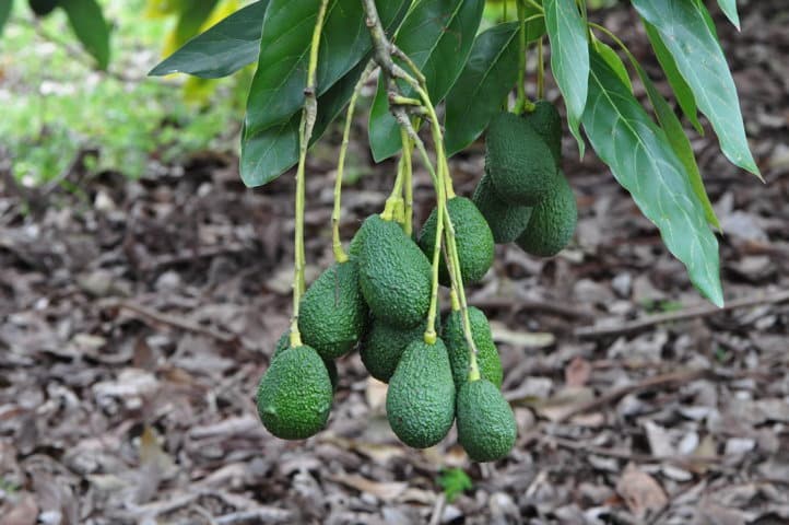 La diversidad desconocida del aguacate