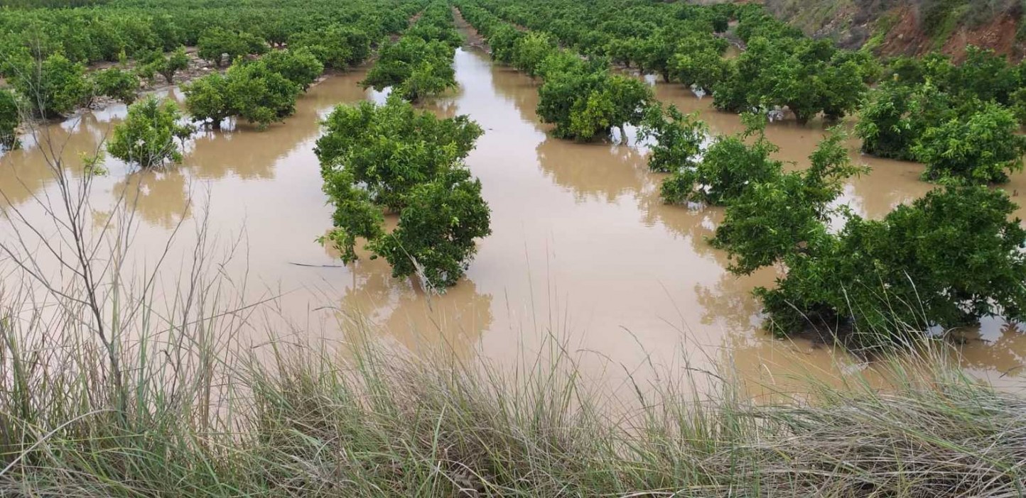 La cosecha citrícola valenciana mermará un 28,1% y en 1,14 Mt en la actual campaña 2019/20