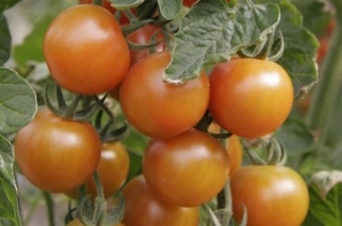 Ensayos de fertirrigación con distintos niveles de salinidad del agua en tomate