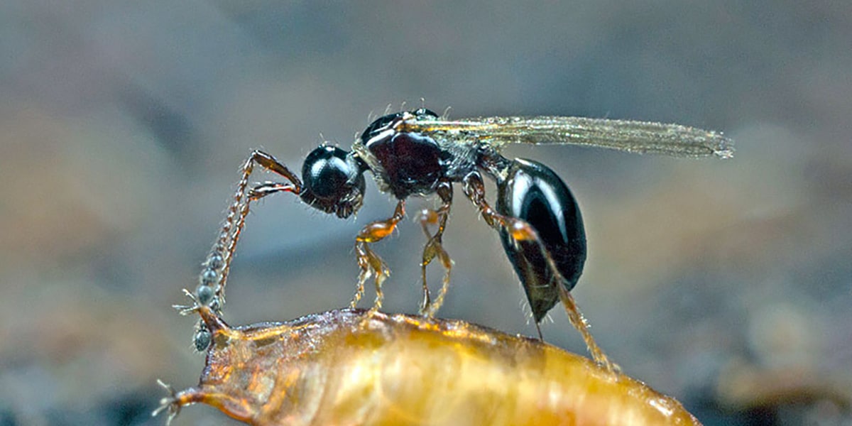 Sueltas de Trichopria drosphilae contra Drosophila suzukii