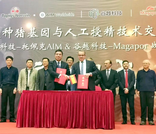 Magapor y Guyue firman un acuerdo para crear el mayor centro de reproducción porcina de China