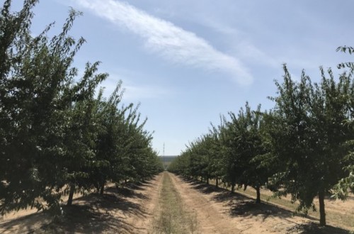 Nuevos modelos productivos para la intensificación del almendro