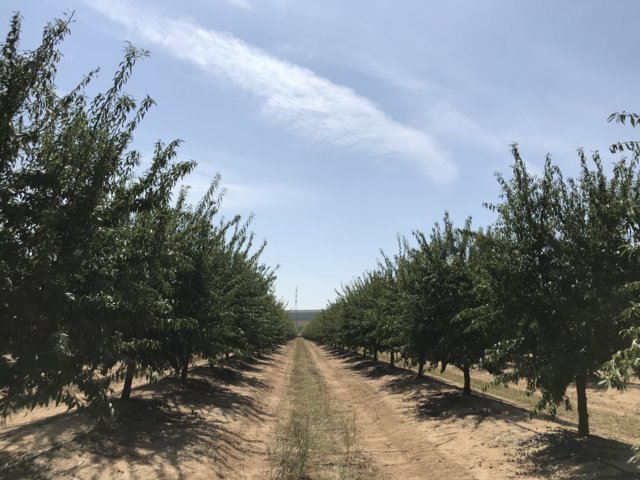 Nuevos modelos productivos para la intensificación del almendro