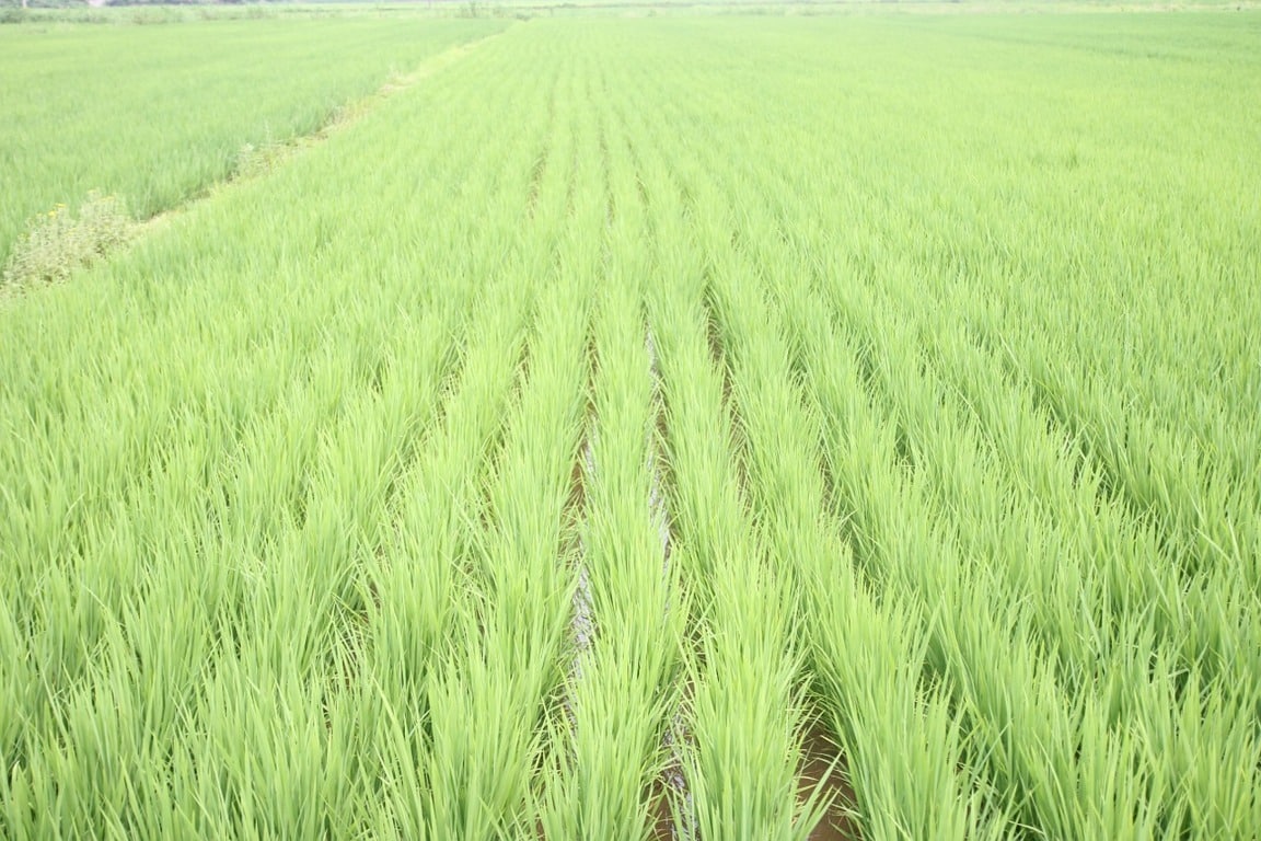 Menos de 800.000 t de cosecha nacional de arroz en 2019/10 por caída de siembras y rendimientos