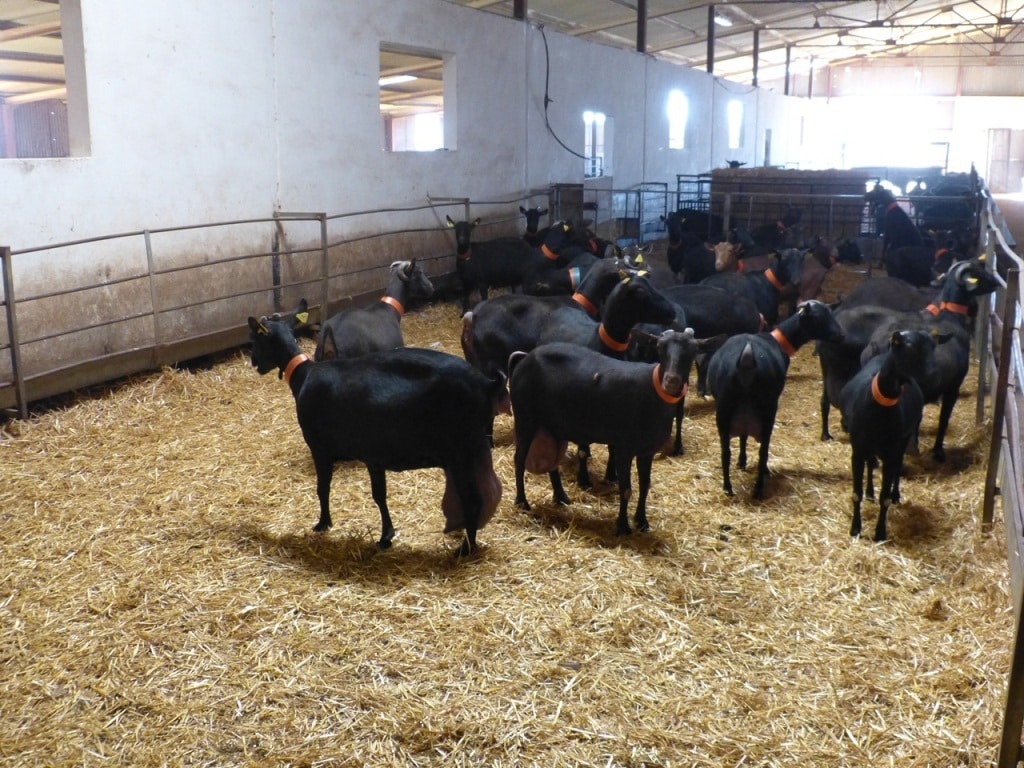 Repuntan los precios de leche de oveja y de cabra  en septiembre con menos ganaderos con entregas
