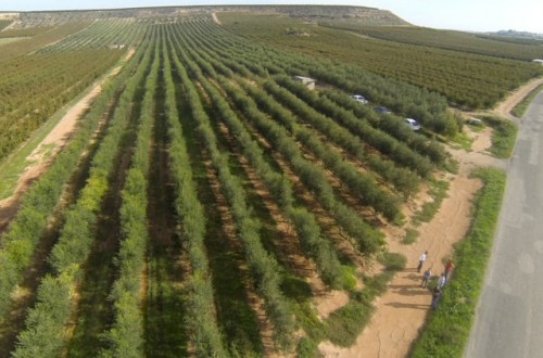 Efecto del riego en la  producción de aceite en sistemas superintensivos de Arbequina