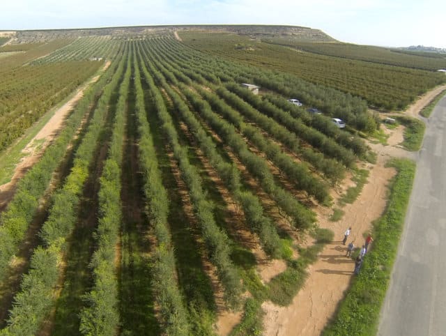 Efecto del riego en la  producción de aceite en sistemas superintensivos de Arbequina