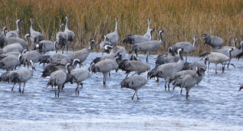 Más de 35.000 grullas vuelven para invernar este año en la Laguna de  Gallocanta