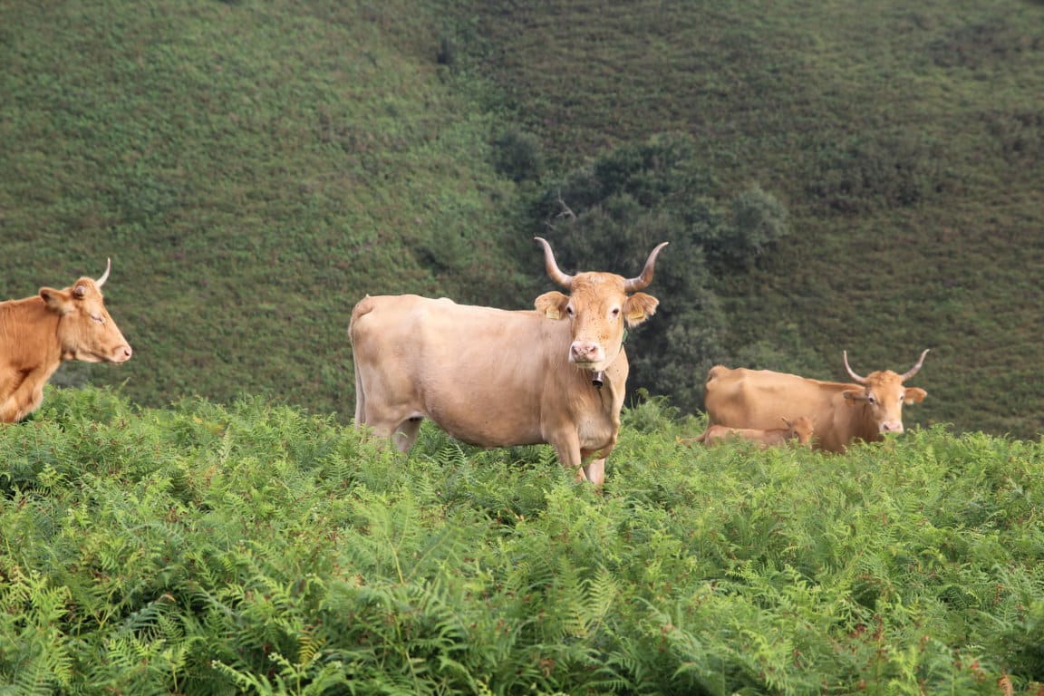 El sector del vacuno de carne refuerza su compromiso con la mitigación del cambio climático