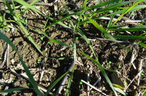 Fertilización de cultivos herbáceos de secano en agricultura de conservación