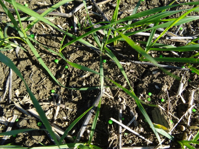 Fertilización de cultivos herbáceos de secano en agricultura de conservación