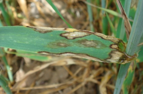 Agente causal, síntomas y ciclo biológico de la rincosporiosis de la cebada