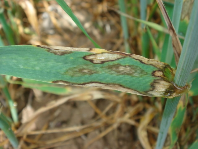 Agente causal, síntomas y ciclo biológico de la rincosporiosis de la cebada