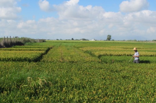 Impacto de la salinidad en las principales variedades de arroz cultivadas en España