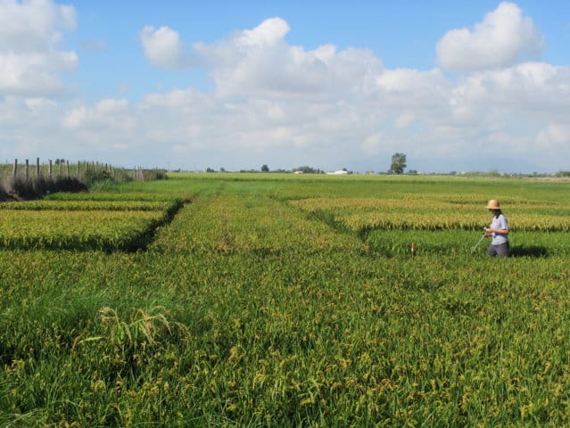 Impacto de la salinidad en las principales variedades de arroz cultivadas en España