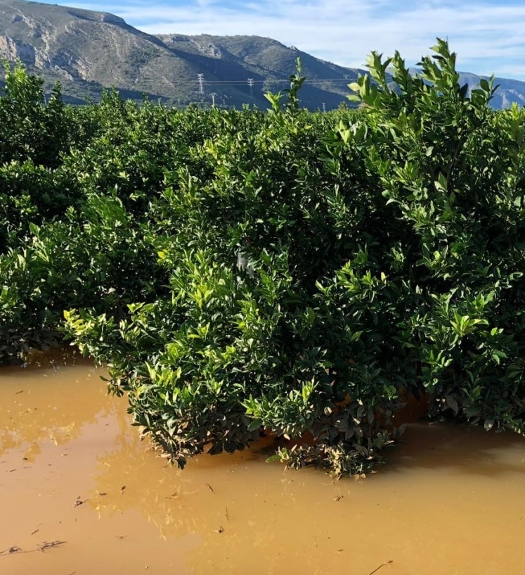 Valencia destina 5,3 millones en ayudas directas para agricultores afectados por las riadas