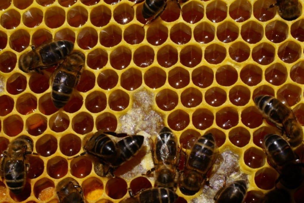Cooperativas critica las incongruencias de Bruselas ante el etiquetado  de origen de la miel