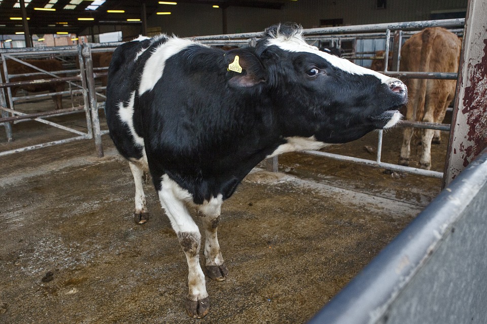 Repunte del 3,5%, con 574.000 t, de las entregas de leche de vaca a industria en septiembre pasado