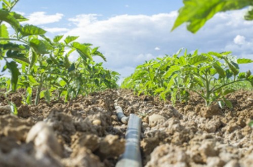 Medidas para garantizar la sostenibilidad de la agricultura mediterránea