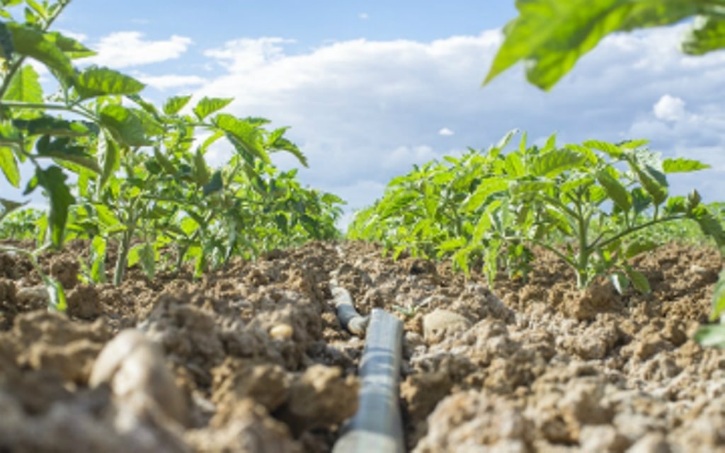 Medidas para garantizar la sostenibilidad de la agricultura mediterránea