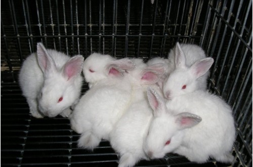 Ajuste de alimento en conejas reproductoras durante la gestación