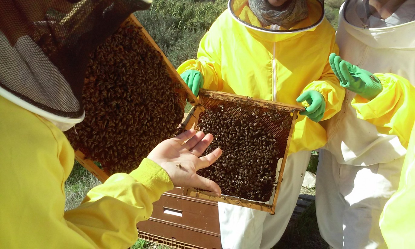 Más colmenas y apicultores gracias a las ayudas de la UE