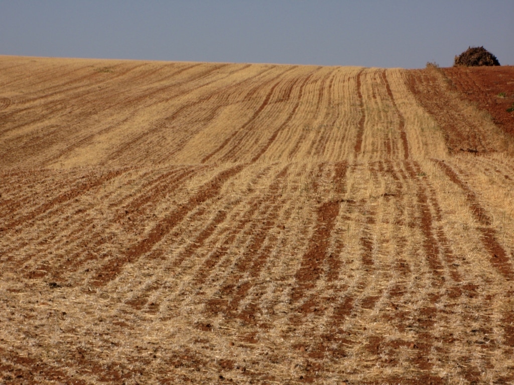 El cambio climático dispara el riesgo de sequías simultáneas en las zonas productoras de trigo