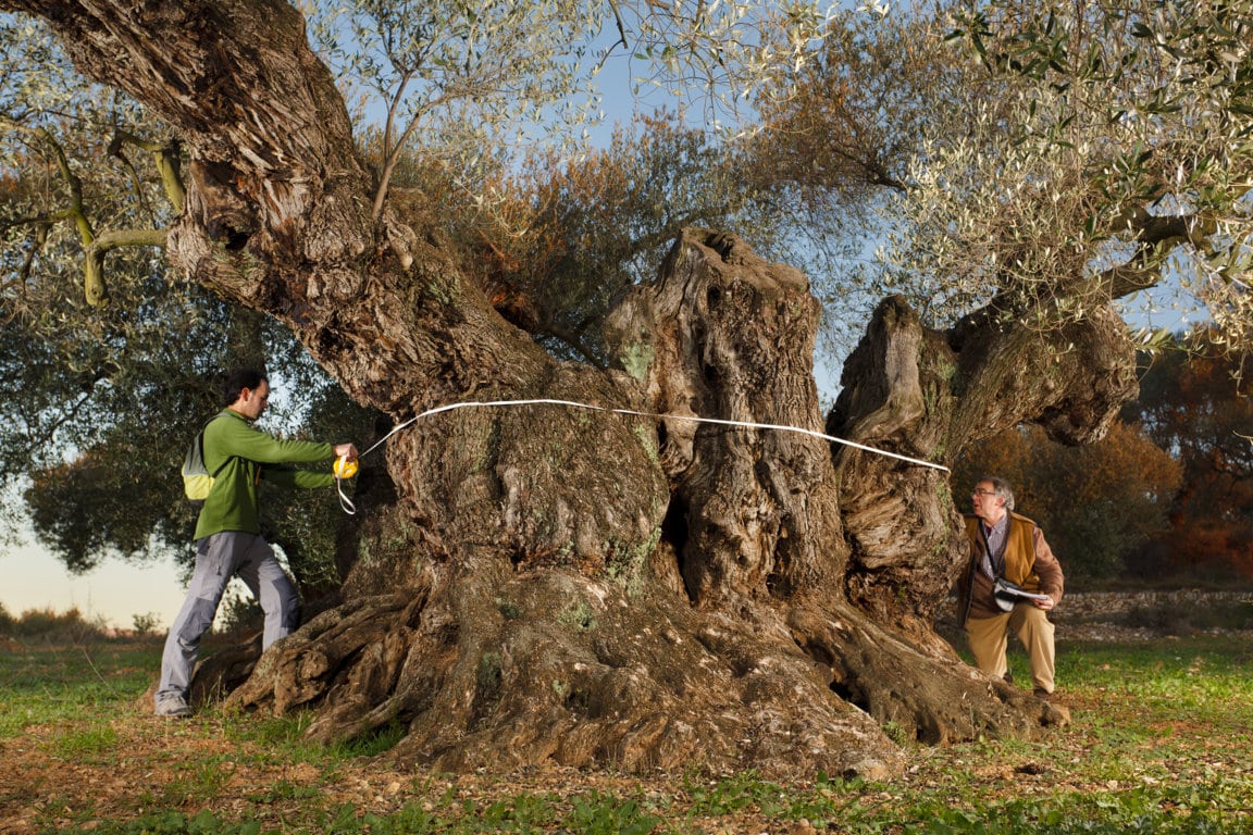 El Olivo de Sinfo, elegido Mejor Olivo Monumental del Mediterráneo