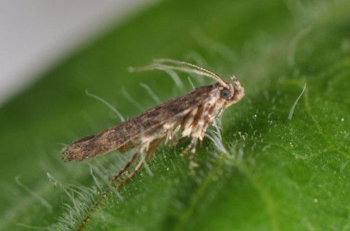 Control integrado de Tuta absoluta en el cultivo de tomate