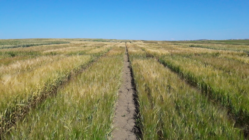 Evaluación de nuevas variedades comerciales de cebada y trigo de primavera, trigo duro y avena en España