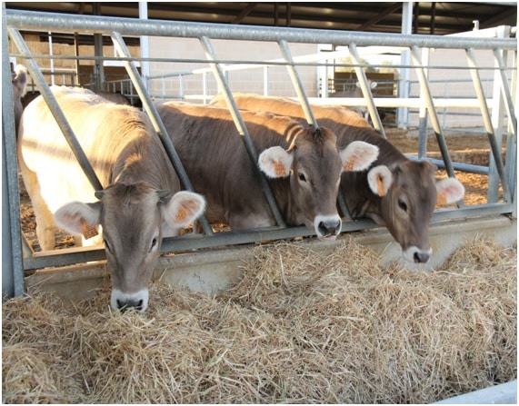 Contribución de la ganadería española a las emisiones de metano
